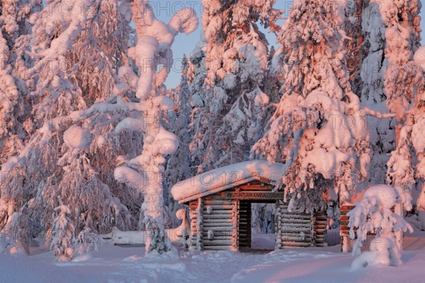 Riisitunturi National Park, Park entrance at sunrise, winter taiga spruce trees covered in heavy frost and snow call Tykky, hoarfrost, Posio Municipality, Lapland, Finland