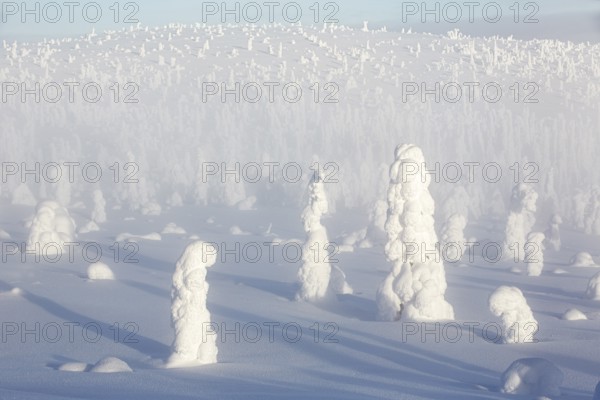 Riisitunturi National Park, winter taiga spruce trees covered in heavy frost and snow call Tykky, hoarfrost, Posio Municipality, Lapland, Finland