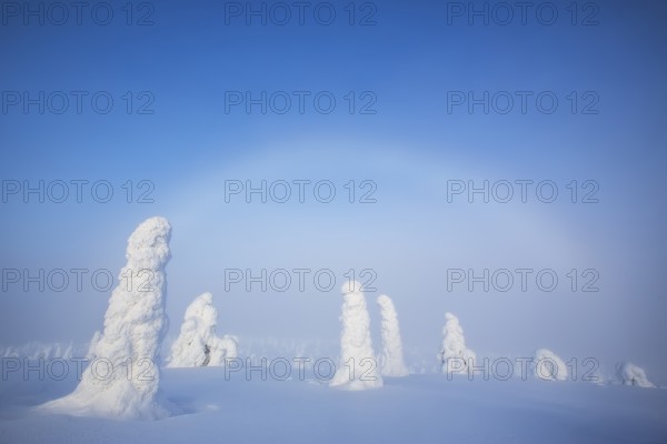Riisitunturi National Park, winter taiga spruce trees covered in heavy frost and snow call Tykky, hoarfrost, Posio Municipality, Lapland, Finland