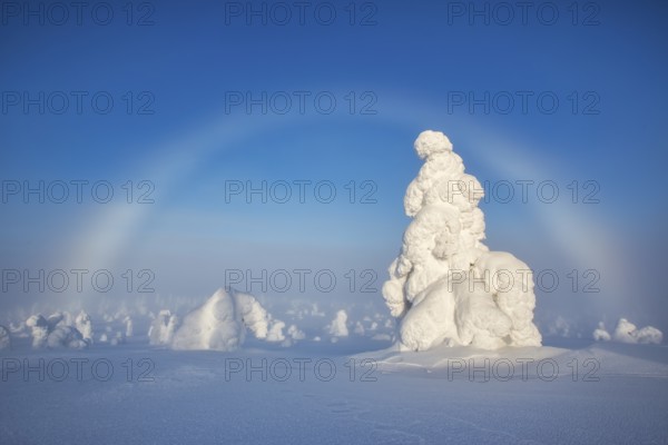 Riisitunturi National Park, winter fog bow and taiga spruce trees covered in heavy frost and snow call Tykky, hoarfrost, Posio Municipality, Lapland, Finland