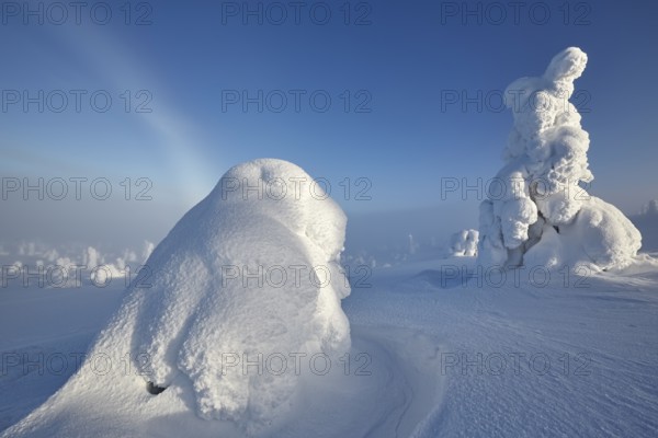 Riisitunturi National Park, winter fog bow and taiga spruce trees covered in heavy frost and snow call Tykky, hoarfrost, Posio Municipality, Lapland, Finland
