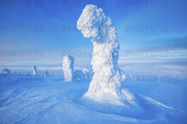 Riisitunturi National Park, winter taiga spruce trees covered in heavy frost and snow call Tykky, hoarfrost, Posio Municipality, Lapland, Finland
