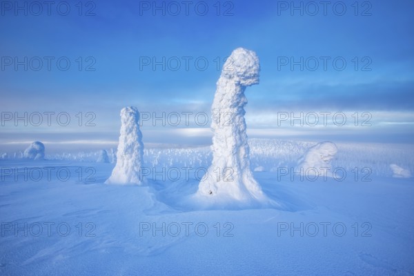 Riisitunturi National Park, winter taiga spruce trees covered in heavy frost and snow call Tykky, hoarfrost, Posio Municipality, Lapland, Finland