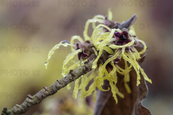 Witch hazel (Hamamelis mollis Pallida), Emsland, Lower Saxony, Germany
