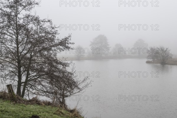 Pond landscape with black alder (Alnus glutinosa) in the fog, Emsland, Lower Saxony, Germany