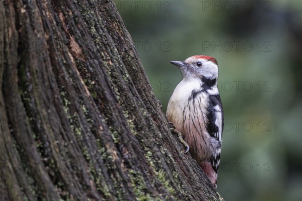 Middle Spotted Woodpecker (Leiopicus medius), Emsland, Lower Saxony, Germany