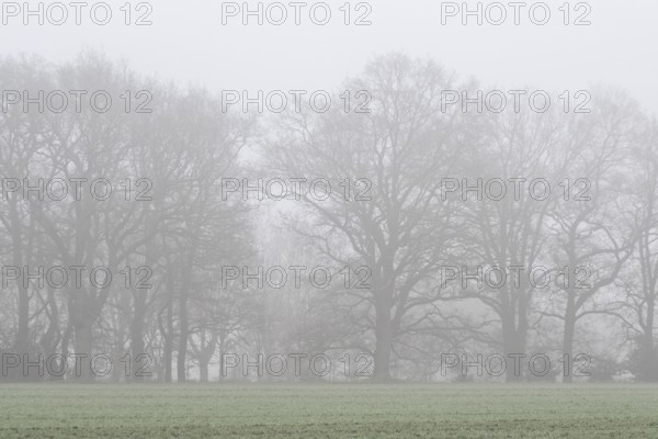 English oaks (Quercus robur) in fog, Emsland, Lower Saxony, Germany
