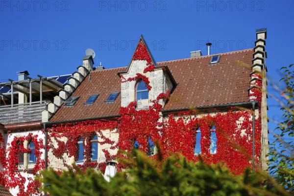 Restaurant Altes Forsthaus near Lichtenstein Castle, restaurant, dining restaurant, historic building, architecture, autumn, Virginia creeper (Parthenocissus quinquefolia), Wild Vine, climbing plant, bright red foliage, leaves, window, Honau, municipality of Lichtenstein, Swabian Alb, Baden-Württemberg, Germany
