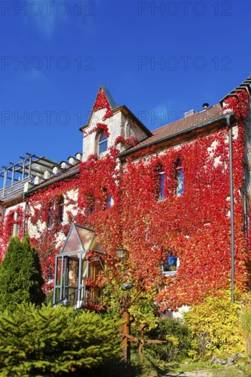 Restaurant Altes Forsthaus near Lichtenstein Castle, restaurant, dining restaurant, historic building, architecture, autumn, Virginia creeper (Parthenocissus quinquefolia), Wild Vine, climbing plant, bright red foliage, leaves, window, Honau, municipality of Lichtenstein, Swabian Alb, Baden-Württemberg, Germany