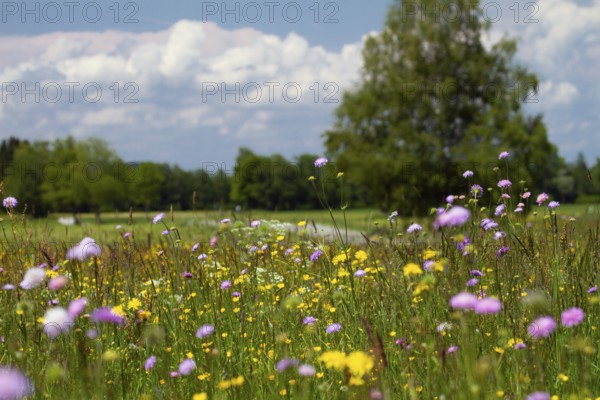 Flowering meadow with widow flowers (Knautia arvensis), and meadow peacock (Crepis biennis), park landscape, Upper Bavaria, Germany
