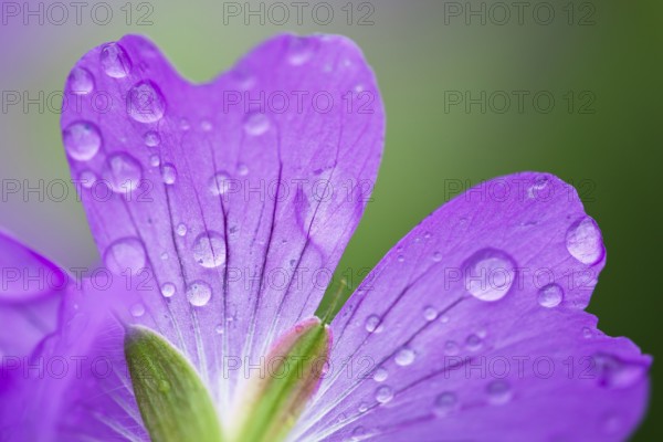 Cranesbill (Geranium spec.), petals with water droplets, detail, close-up, Upper Bavaria, Germany