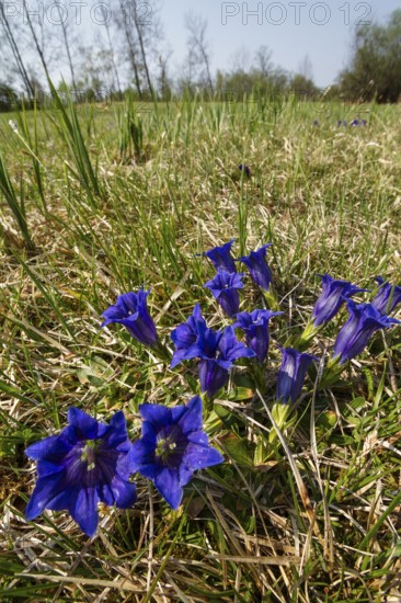 Stemless gentian (Gentiana clusii), blue, gentian meadow, moorland meadow, Upper Bavaria, Germany