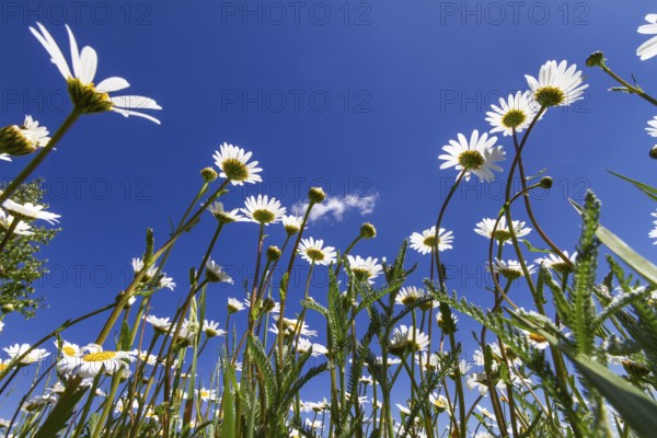 Flower meadow with marguerites (Leucanthemum vulgare), blue sky, Upper Bavaria, Germany