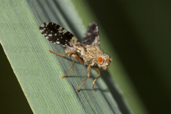 Drill fly (Oxyna sp.), fly, close-up, Upper Bavaria, Germany