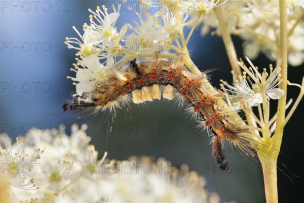 Blackthorn brush moth (Orgyia antiqua), caterpillar on meadowsweet (Filipendula ulmaria), Upper Bavaria, Germany
