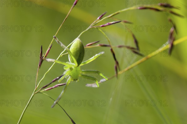 Green huntsman spider (Micrommata virescens), on a blade of grass, Upper Bavaria, Germany