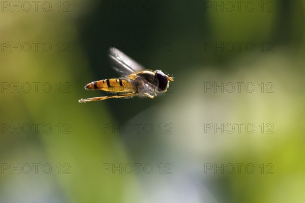 Common winter hoverfly (Episyrphus balteatus), hoverfly flying, Upper Bavaria, Germany