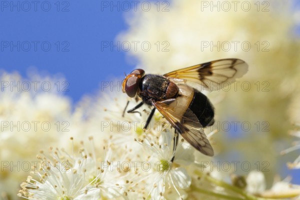 Pellucid Fly (Volucella pellucens), hoverfly, Upper Bavaria, Germany