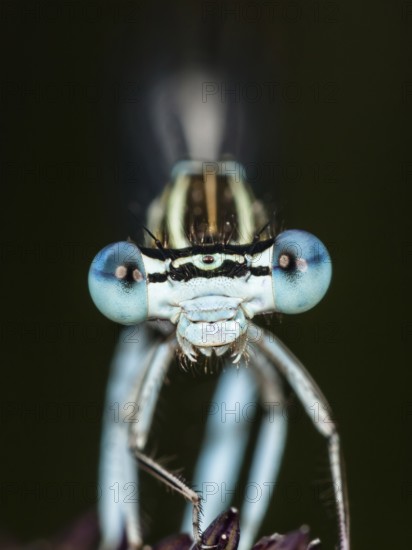 Face of a feather dragonfly (Platycnemis pennipes), male, frontal, portrait, close-up, Upper Bavaria, Germany