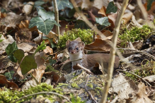 Weasel (Mustela nivalis) in deciduous forest, summer, Upper Bavaria, Germany