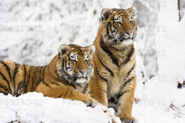 Two young Siberian tigers in snow, Panthera tigris altaica, zoo, captive
