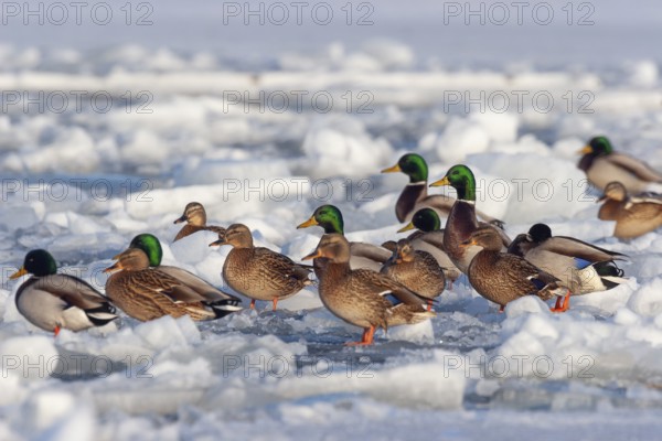 Mallards (Anas platyrhynchos), group on frozen Baltic Sea, winter, Usdom, Mecklemburg-Western Pomerania, Germany