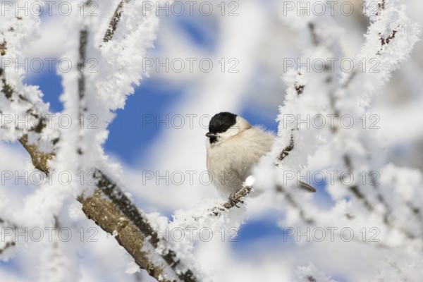 Marsh tit (Poecile palustris), in winter, hoarfrost, Upper Bavaria, Germany