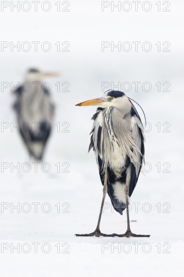 Grey heron (Ardea cinerea), standing on ice, winter, Baltic Sea, Usedom, Mecklenburg-Western Pomerania, Germany