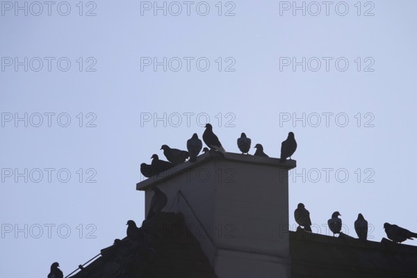 Pigeons in the city in winter, Germany