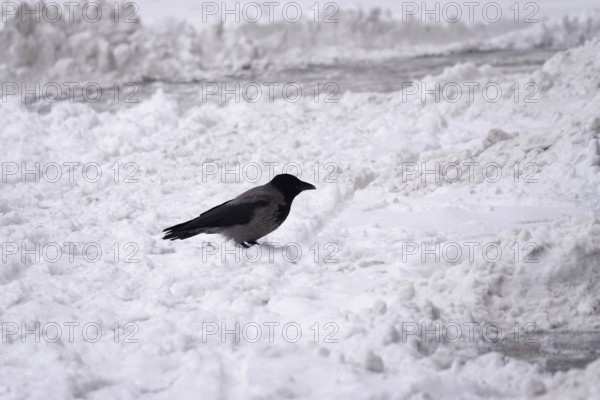 Crow in winter with snow, Germany
