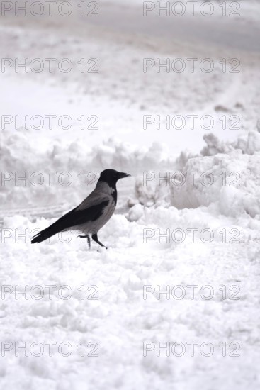Crow in winter with snow, Germany