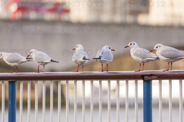Six seagulls sit on a railing by the river in an urban setting, London, England, Great Britain