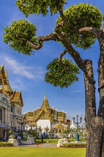 The Grand Royal Palace, trees with spherical branches, in the back the Chakri Maha Prasad throne hall with overlapping roofs and curved chofas, Phra Nakhon, Bangkok, Thailand's metropolis, Thailand