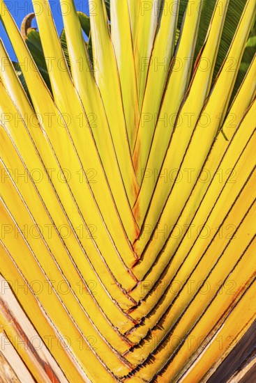 The Grand Royal Palace, Wat Phra Kaeo Buddhist Temple, woven banana tree, Phra Nakhon, Bangkok, Thailand's metropolis, Thailand