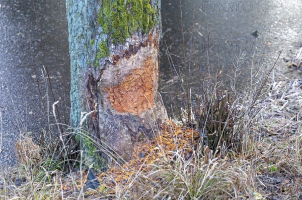 Tree bit by beaver near Spechthausen, Brandenburg, Germany