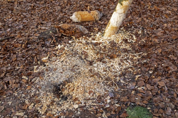 Tree bit by beaver, tree trunk parts near Spechthausen, Brandenburg, Germany
