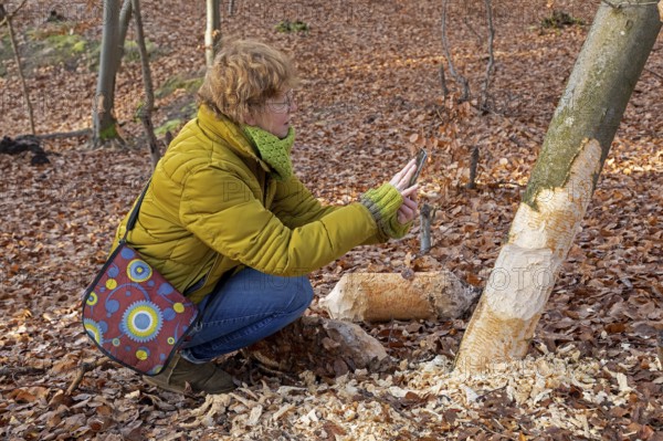Woman taking pictures of a tree bitten by beaver near Spechthausen, Brandenburg, Germany