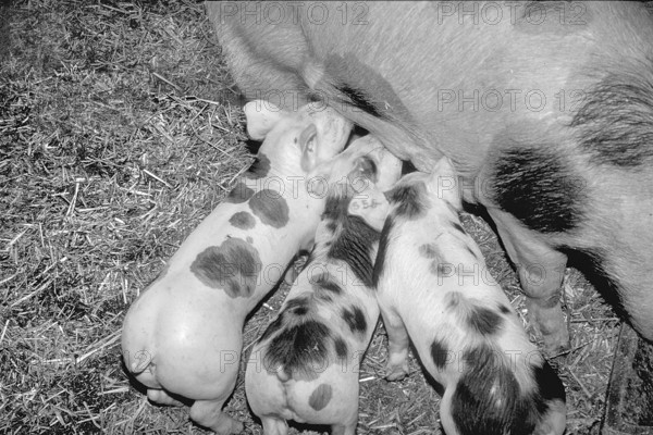 Piglets of the Pietrain breed (Sus scrofa domesticus) suckling with the mother sow, black and white, Franconia, Bavaria, Germany