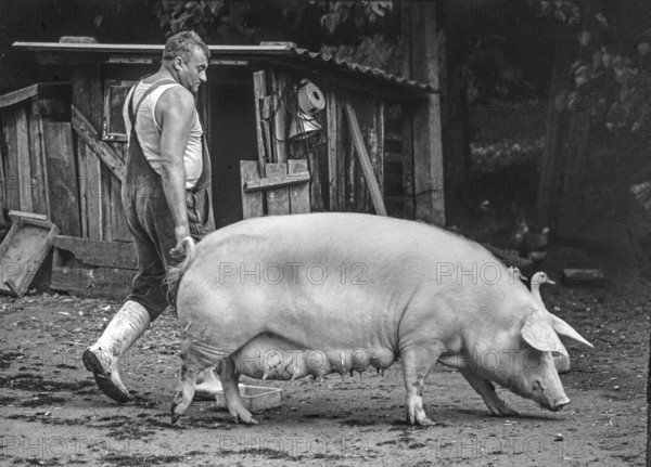 Farmer leads a mother sow on a farm, black and white, Franconia, Bavaria, Germany