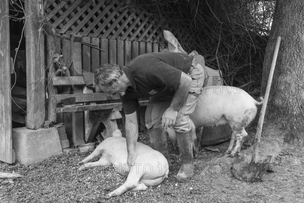 Farmer caressing his two domestic pigs (Sus scrofa domesticus) on his farm, Middle Franconia, Bavaria, Germany