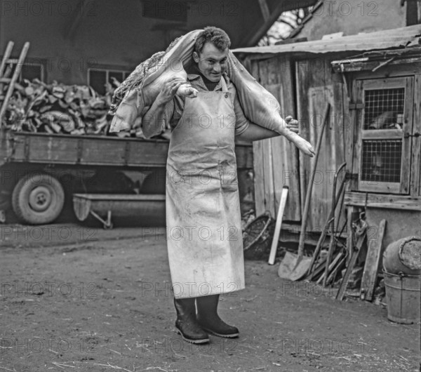 Slaughter day on a farm, farmer carrying a pig's leg on his shoulder, black and white, Middle Franconia, Bavaria, Germany