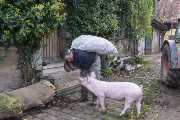 Farmer carrying a sack of potatoes into the house with a domestic pig (Sus scrofa domesticus), Middle Franconia, Bavaria, Germany