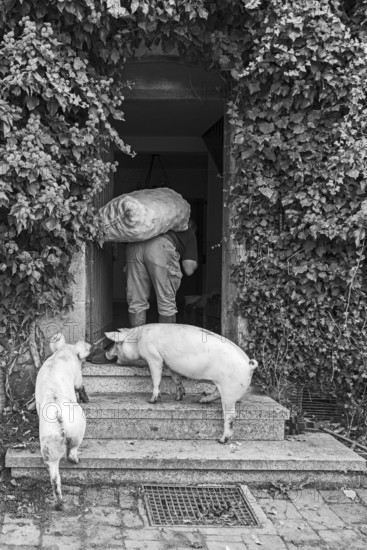 Farmer carries a sack of potatoes into the house, two domestic pigs (Sus scrofa domesticus) follow him, black and white, Middle Franconia, Bavaria, Germany
