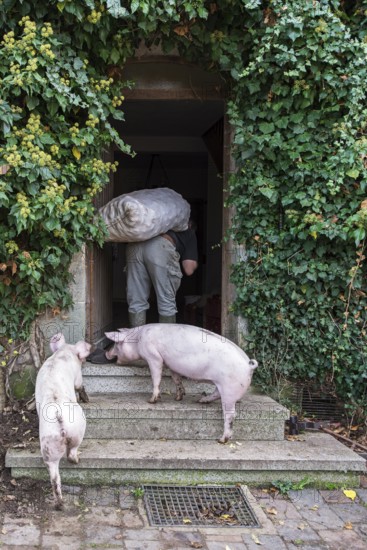 Farmer carries a sack of potatoes into the house, two domestic pigs (Sus scrofa domesticus) follow him, Middle Franconia, Bavaria, Germany