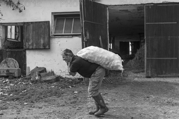 Farmer carrying a sack of potatoes on the farm, black and white, Middle Franconia, Bavaria, Germany