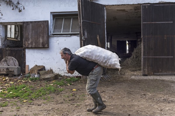 Farmer carrying a sack of potatoes on the farm, Middle Franconia, Bavaria, Germany