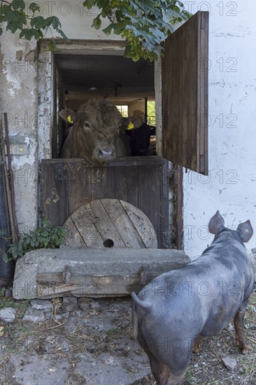 Young bull looking out of a stable door, a mother pig in front, on an old farm, Middle Franconia, Bavaria, Germany