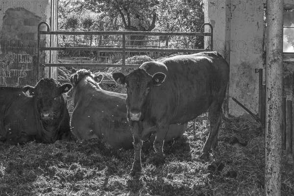 Cows and bulls in a playpen on an old farm, black and white, Franconia, Bavaria, Germany