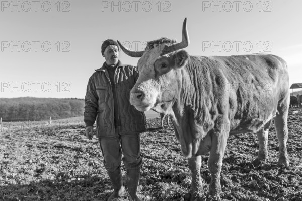 Farmer with beef in pasture, black and white, Middle Franconia, Bavaria, Germany