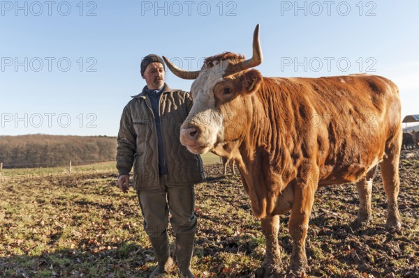 Farmer with beef on pasture, Middle Franconia, Bavaria, Germany